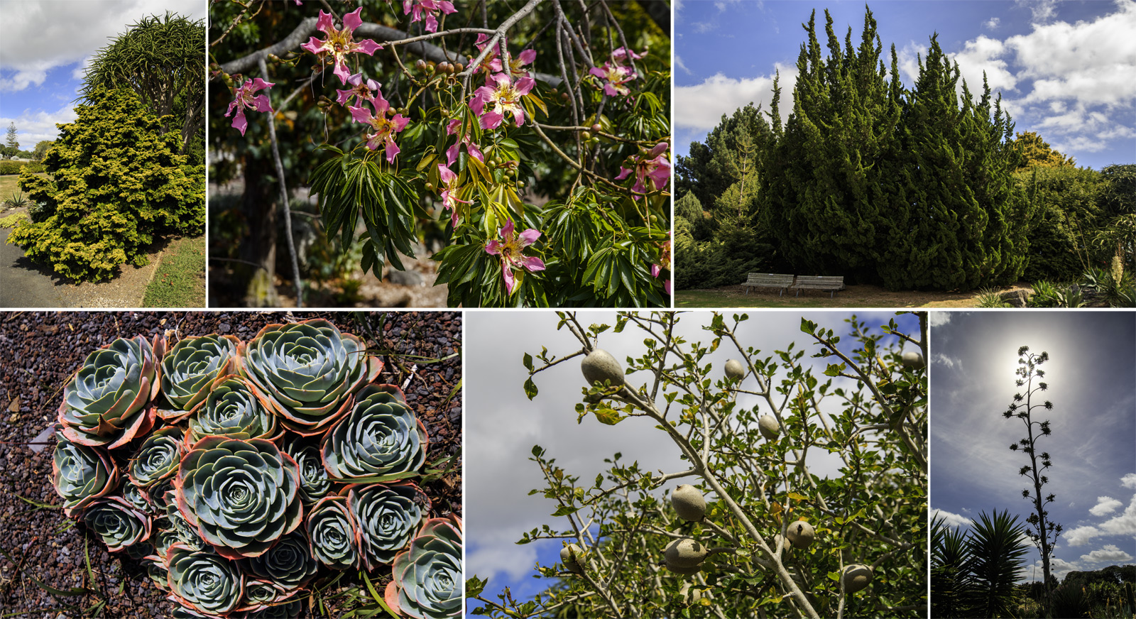      (Auckland Botanic Gardens).