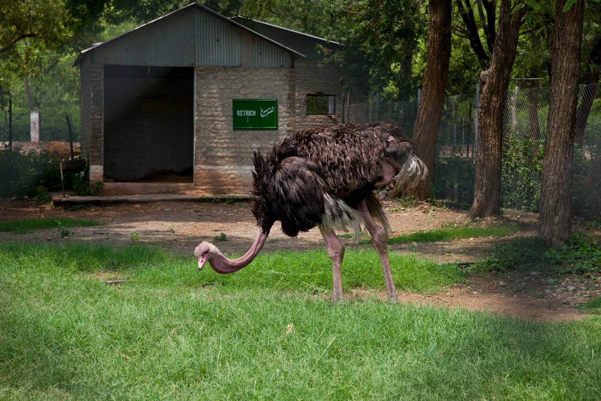  (Islamabad).<br> Marghazar Zoo.<br>.