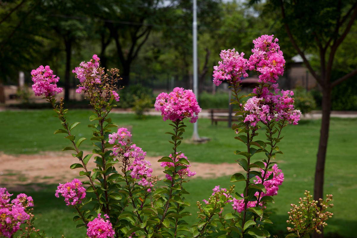  (Islamabad).<br> Marghazar Zoo.<br>   .