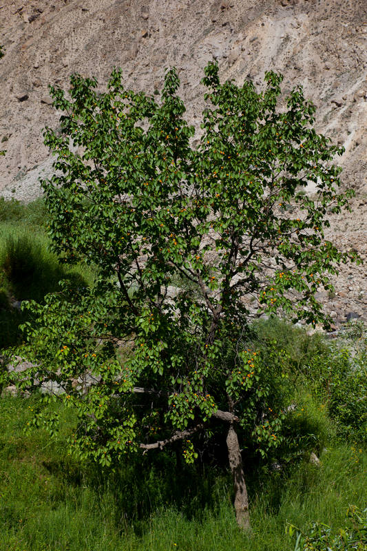     (Skardu)   (Askole).<br>      (Braldu River).