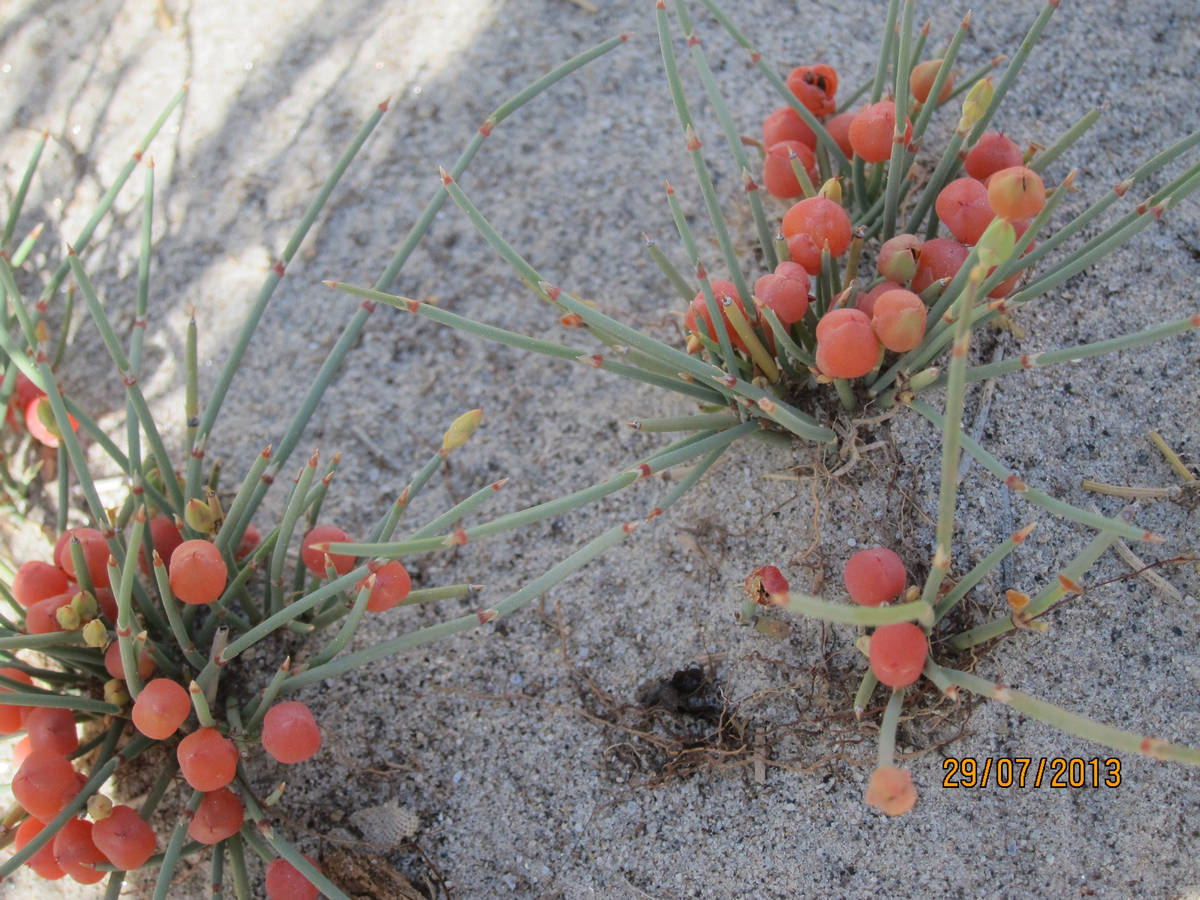           (Biaho Lungpa)    (Paiju)   (Jola).