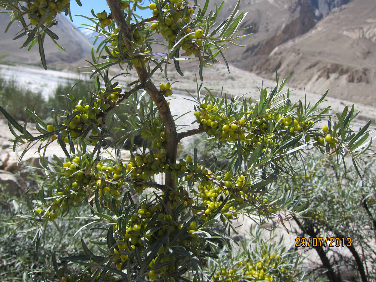            (Biaho Lungpa)    (Paiju)   (Jola).