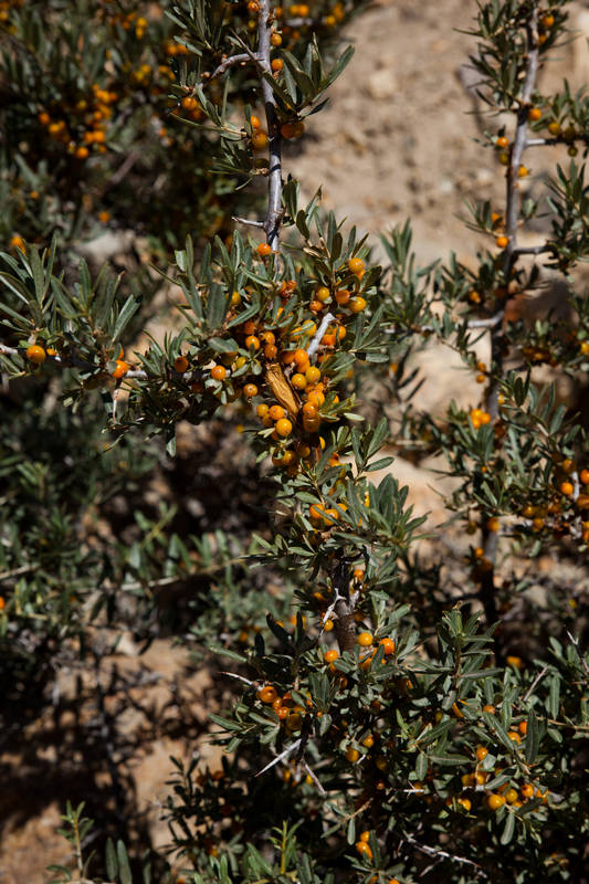          (Biaho Lungpa)    (Paiju)   (Jola).